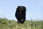 Portuguese Water Dog