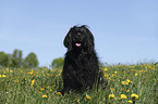 sitting Portuguese Water Dog