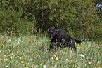 Portuguese Water Dog