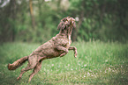 Portuguese Water Dog