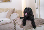 portuguese water dog