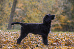 young portuguese water dog
