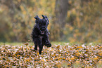 young portuguese water dog