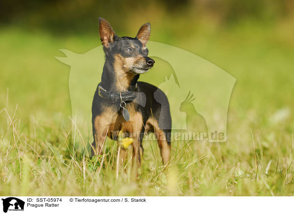 Prague Ratter / SST-05974