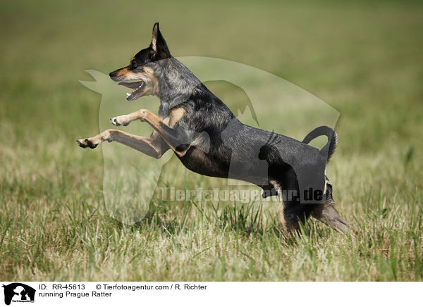 running Prague Ratter / RR-45613