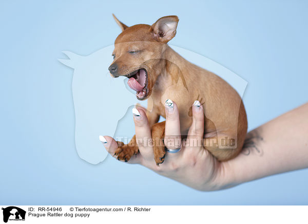 Prager Rattler Welpe / Prague Rattler dog puppy / RR-54946