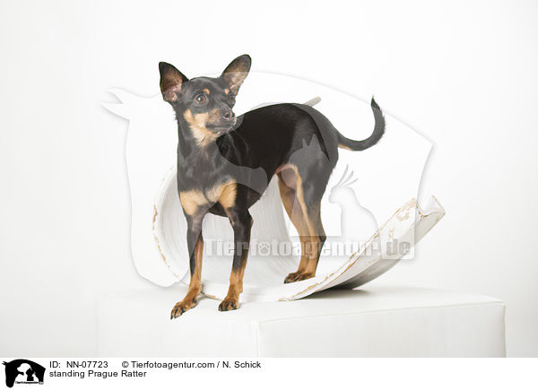 stehender Prager Rattler / NN-07723