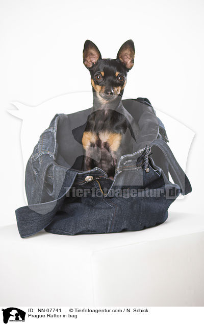 Prague Ratter in bag / NN-07741