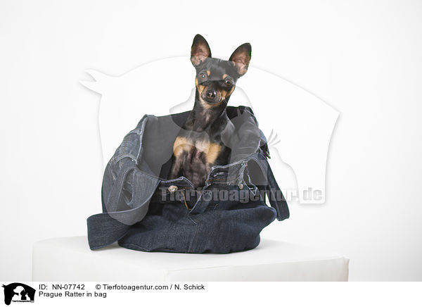 Prager Rattler in Tasche / NN-07742