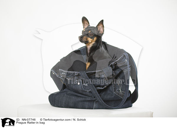 Prager Rattler in Tasche / NN-07746