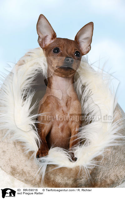 red Prague Ratter / RR-59016