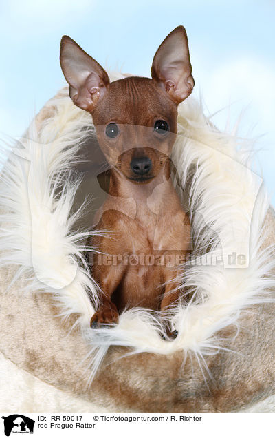 red Prague Ratter / RR-59017