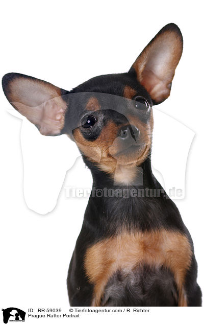 Prager Rattler Portrait / Prague Ratter Portrait / RR-59039