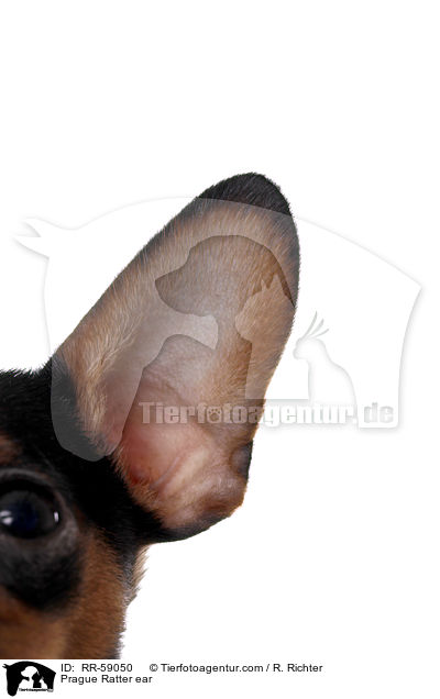 Prager Rattler Ohr / Prague Ratter ear / RR-59050