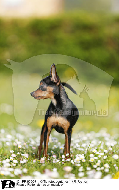 Prager Rattler steht auf Blumenwiese / Prague Ratter stands on meadow / RR-60005