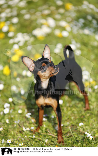 Prager Rattler steht auf Blumenwiese / Prague Ratter stands on meadow / RR-60046