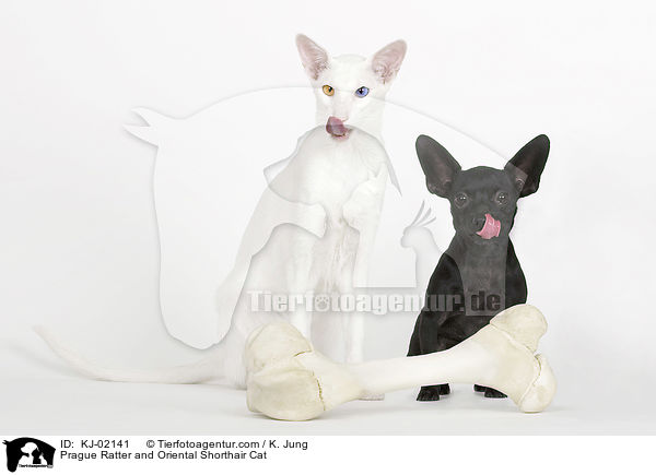 Prague Ratter and Oriental Shorthair Cat / KJ-02141