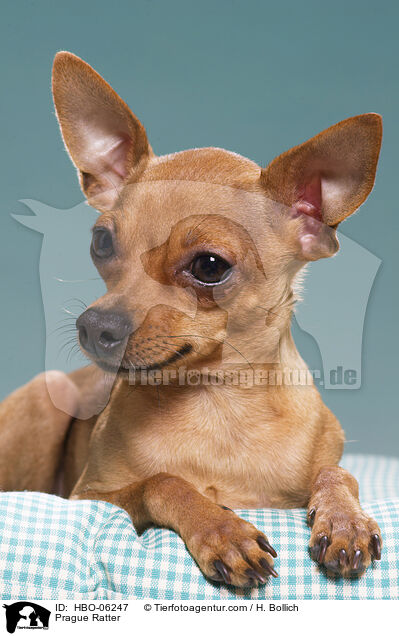 Prager Rattler / Prague Ratter / HBO-06247