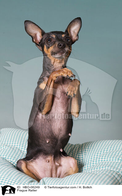 Prager Rattler / Prague Ratter / HBO-06249