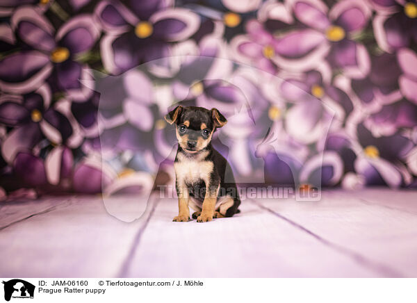 Prager Rattler Welpe / Prague Ratter puppy / JAM-06160