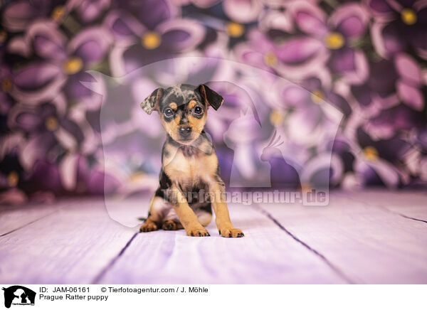 Prague Ratter puppy / JAM-06161