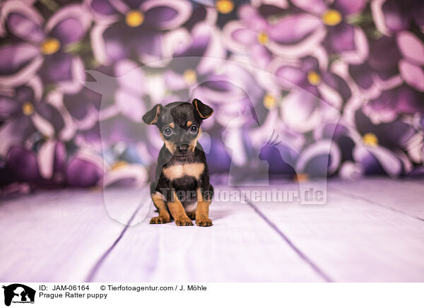 Prager Rattler Welpe / Prague Ratter puppy / JAM-06164