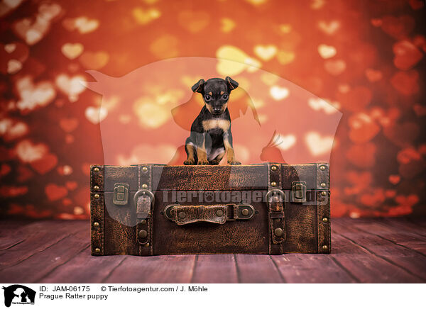 Prague Ratter puppy / JAM-06175