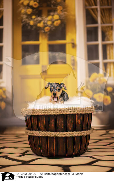 Prager Rattler Welpe / Prague Ratter puppy / JAM-06180