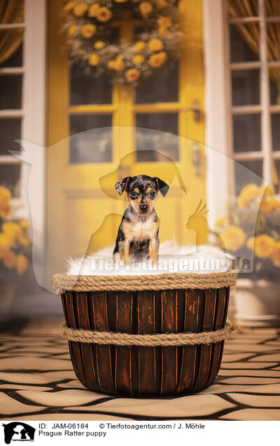 Prager Rattler Welpe / Prague Ratter puppy / JAM-06184
