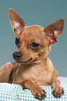 Prague Ratter