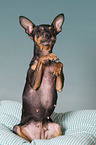Prague Ratter