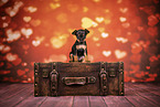 Prague Ratter puppy