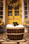Prague Ratter puppy