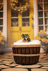 Prague Ratter puppy