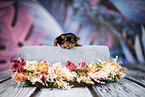 Prague Ratter puppy