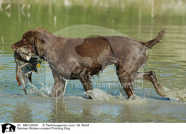 German Broken-coated Pointing Dog / MR-02648