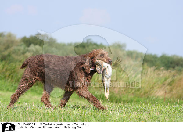 retrieving German Broken-coated Pointing Dog / IF-06004