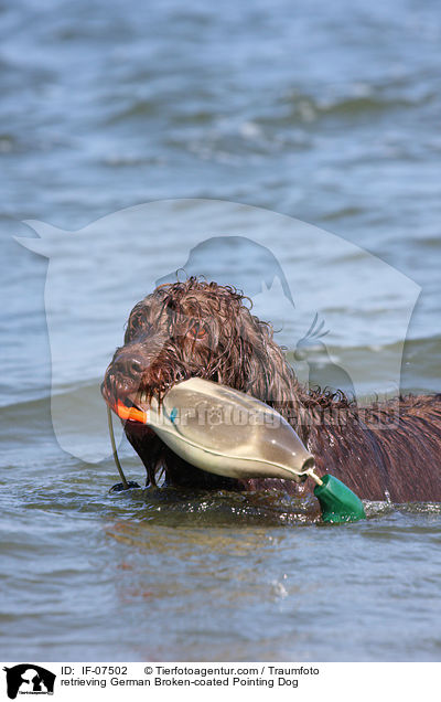 retrieving German Broken-coated Pointing Dog / IF-07502