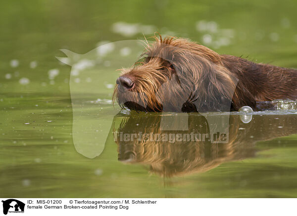 Pudelpointer Hndin / female German Broken-coated Pointing Dog / MIS-01200