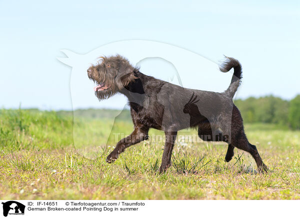 Pudelpointer im Sommer / German Broken-coated Pointing Dog in summer / IF-14651