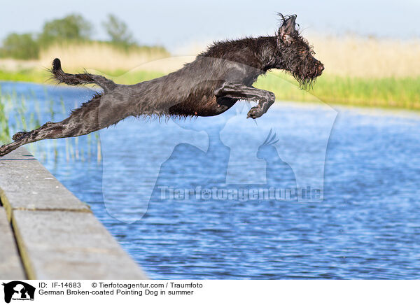 Pudelpointer im Sommer / German Broken-coated Pointing Dog in summer / IF-14683