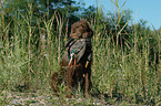 German Broken-coated Pointing Dog