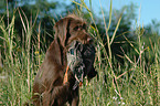 German Broken-coated Pointing Dog