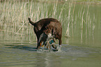 German Broken-coated Pointing Dog