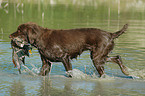German Broken-coated Pointing Dog