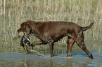 German Broken-coated Pointing Dog