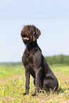 German Broken-coated Pointing Dog in summer