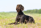 German Broken-coated Pointing Dog in summer
