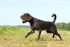 German Broken-coated Pointing Dog in summer