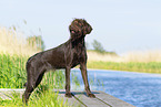 German Broken-coated Pointing Dog in summer